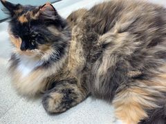 -藏猫猫咖啡主题馆(中央大道店)