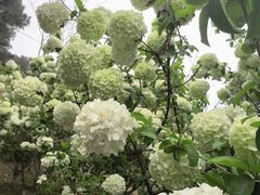 -铁山坪森林公园