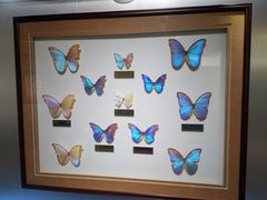 -上海昆虫博物馆