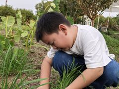 -樂桃源奉贤黄桃种植采摘基地
