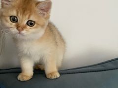 -猫十亿·布偶金渐层·曼基康矮脚猫舍(青年路店)