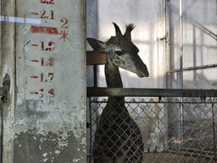 -石家庄市动物园