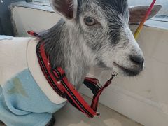 -怪兽屋·羊驼·猫咖·狗咖(俊华广场店)