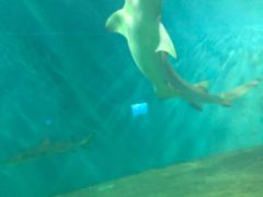 -北戴河圣蓝海洋公园