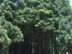 -日照海滨国家森林公园
