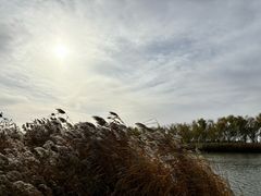 -大兴滨河森林公园