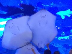 电鳐鱼-成都浩海立方海洋公园