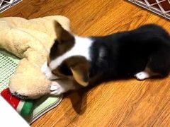 -乐宠宠物店(世纪金源店)