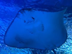 -太平洋海底世界