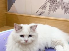 -滚猫咖啡·猫咖·猫友好撸猫(未来城店)