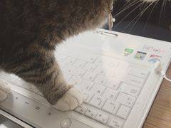 -海边的猫和咖啡馆