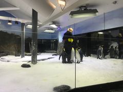 -悉尼海洋生物水族馆
