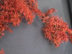 -金狮麟·新豫菜(杏石口路店)