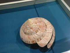 -青岛贝壳博物馆