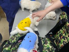 -爱侣宠医·鹦鹉专科·小型哺乳类·异宠专科(灵石路店)