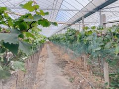 -马陆小张葡萄园农家乐