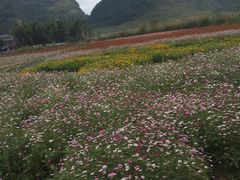 -靖西鹅泉风景区