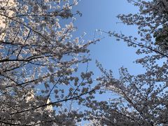-高东镇樱花园