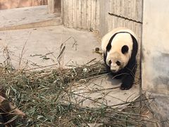 -成都大熊猫繁育研究基地