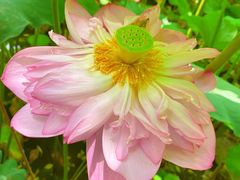 -陈家山荷花公园