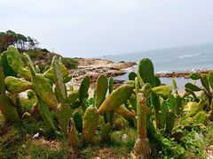 -广东惠东海龟国家级自然保护区