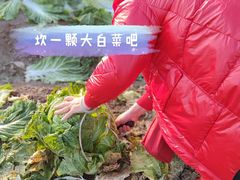 -前小桔亲子创意农场·草莓采摘·露营烧烤