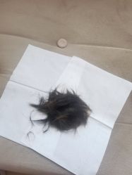 -慧婴轩婴儿理胎发胎毛笔胎毛画手足印(通州店)
