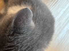 -有喵·猫咖·狗咖·30几只猫10只小狗(岗厦店)