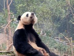 -中国大熊猫保护研究中心雅安碧峰峡基地