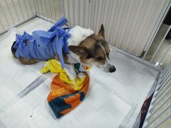 -美联众合动物医院·24h转诊中心