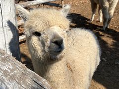 -清风小镇闯关东影视基地