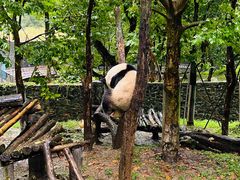 -都江堰中华大熊猫苑