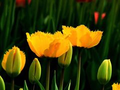 -大宁郁金香公园-停车场