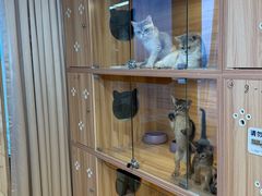 -猫十亿·布偶金渐层·曼基康矮脚猫舍(青年路店)