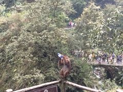 -峨嵋山金顶