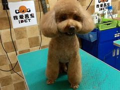 -我爱吾宠宠物美容院(朝阳路店)