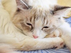 -这儿没有猫·猫咖萌宠馆·撸猫