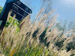 -合肥滨湖国家森林公园