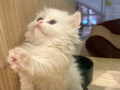 -屋虎猫馆(宝安大仟里店)