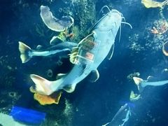 -石家庄海洋公园