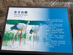 -盐城丹顶鹤湿地生态旅游区