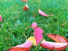 -合肥滨湖国家森林公园