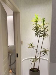 -YESIDO椰岛美容