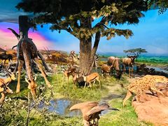 -国家自然博物馆