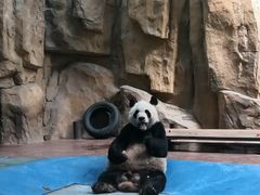 -成都动物园