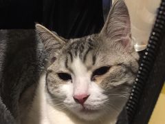 -宠爱国际动物医院· 猫科· 外科·中兽医(长白店)