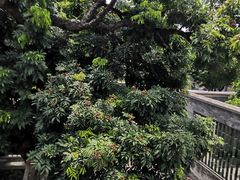 -碧江金楼