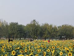 -汉长安城未央宫国家考古遗址公园