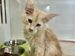 -青奢宠物·青奢猫舍