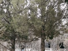 -善化寺
